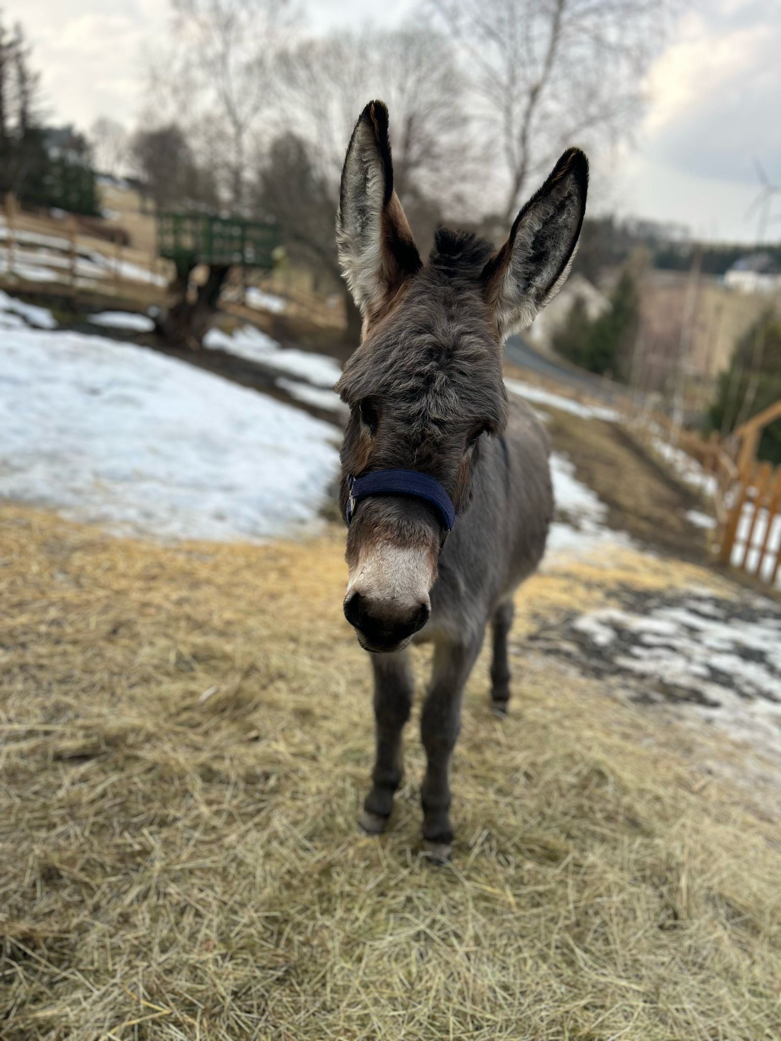 Edík na jaře
