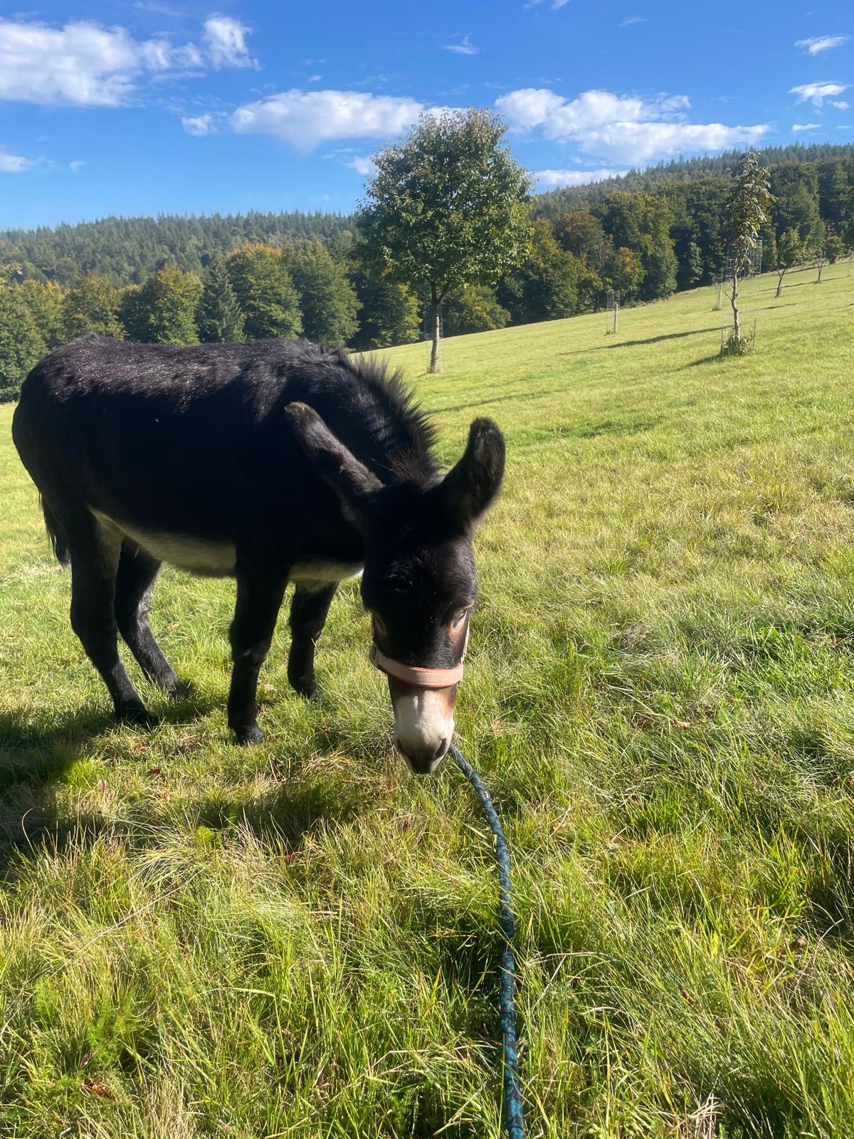 Julka – hnědá oslice