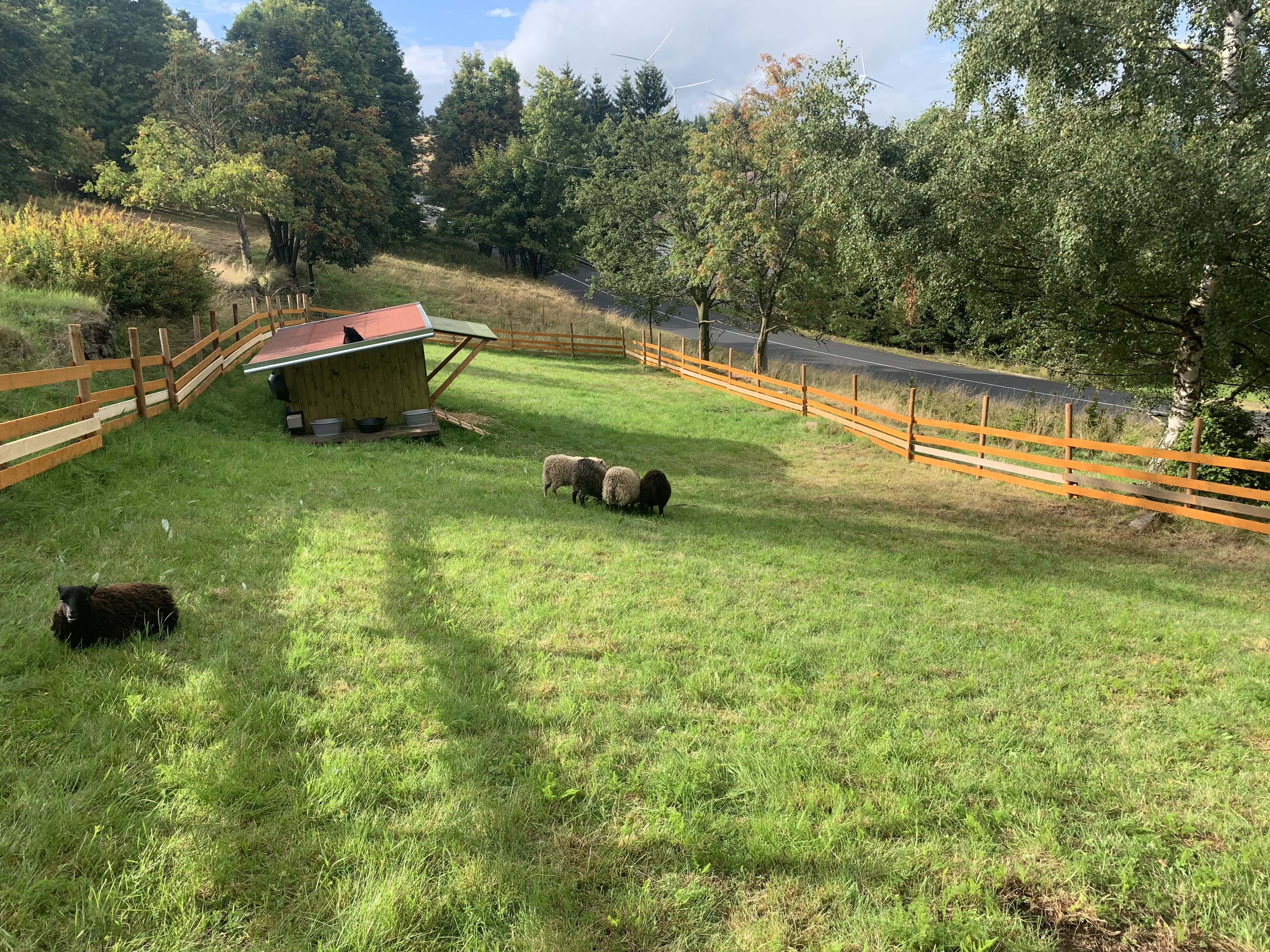 Výběh s ovečkami, pohled na farmičku